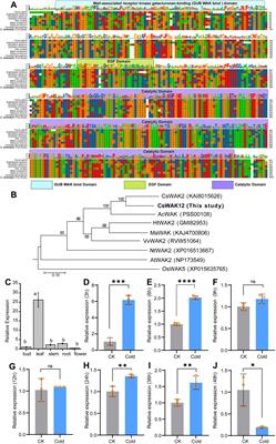 CsWAK12, a novel cell wall-associated receptor kinase gene from Camellia sinensis, promotes growth but reduces cold tolerance in Arabidopsis